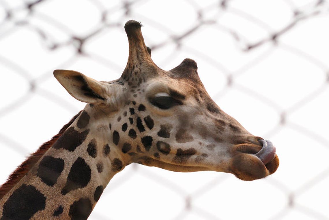 Żyrafy trafią do Zoo w Zamościu