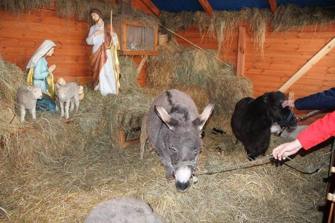 Żywa szopka w Białej Podlaskiej. Są osły, kury, zające