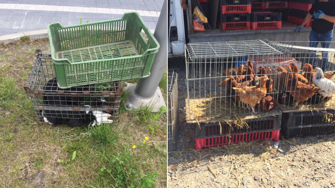 Żywe ryby, kury i króliki na słońcu. A na targu zakaz handlu zwierzętami, którego nikt nie przestrzegał Żywe ryby, kury i króliki na słońcu. A na targu zakaz handlu zwierzętami, którego nikt nie przestrzegał