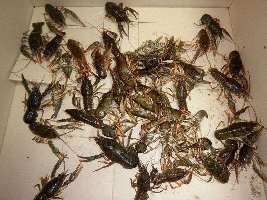 Żywy przemyt na granicy. Bagażnik pełny raków