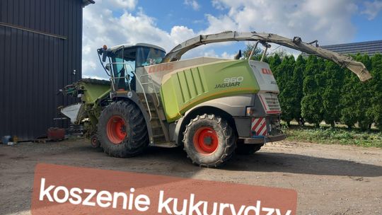 Koszenie kukurydzy na kiszonkę