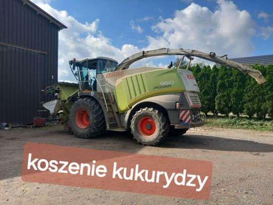 Koszenie kukurydzy na kiszonkę