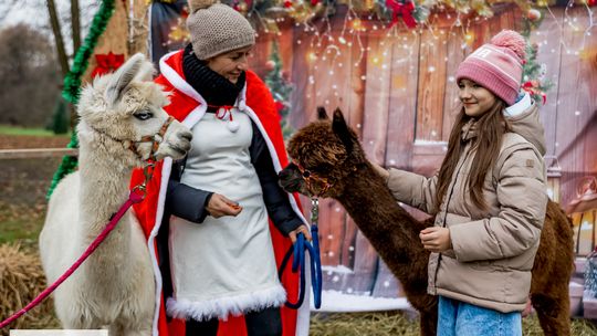 Świąteczne atrakcje, alpaki i pyszności – III Jarmark Bożonarodzeniowy w Dworze Kulik Świąteczne atrakcje, alpaki i pyszności – III Jarmark Bożonarodzeniowy w Dworze Kulik