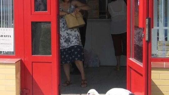 Bocian w centrum Chełma