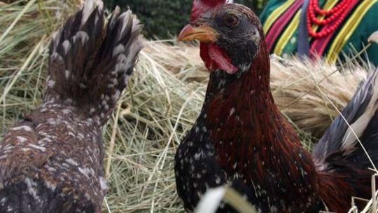 Dożynki powiatu łęczyńskiego