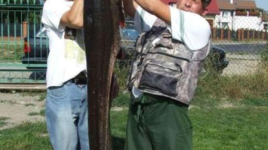 Rekordowy sum w Bugu