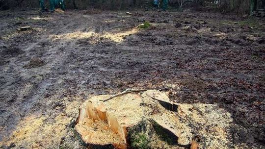 Rozpoczęto ekshumację