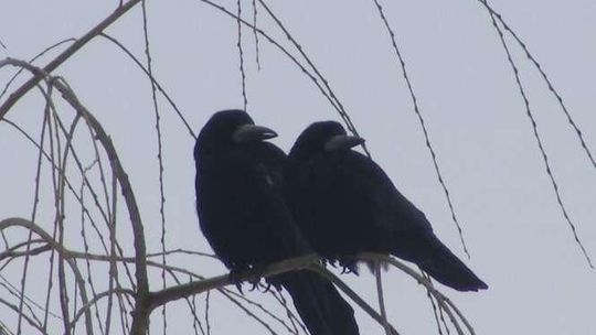 Ładna para
