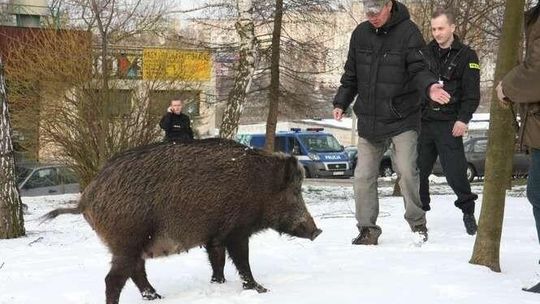 Dzik w ciąży hasa po Lublinie.