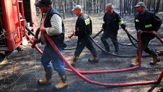 Dogaszanie lasów w Firleju