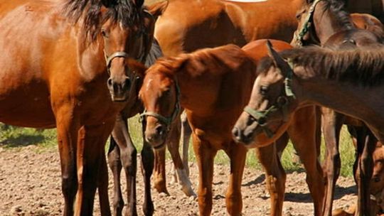 Stadnina koni w Janowie Podlaskim (nr 7)