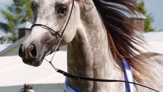 Stado ogierów w Białce (nr 26)