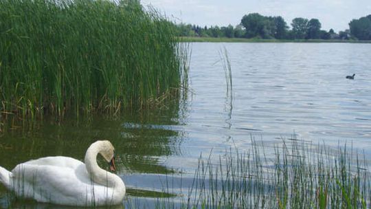 Jezioro Firlej (nr 36)