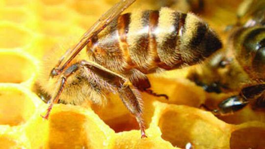 Pszczela Wola (nr 37)