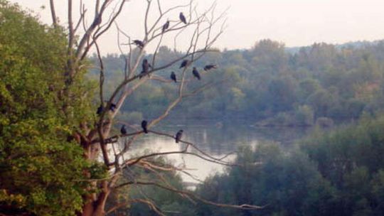 Skałki nad Wisłą w Annopolu (nr 32)