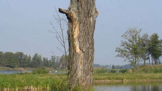 Stawy w Siemieniu (nr 53)