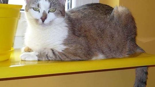 Światowy Dzień Kota - Koty Internautów