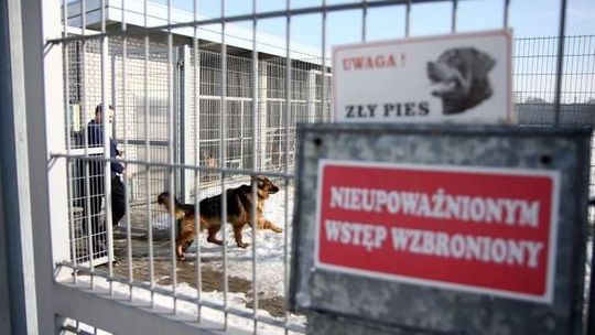 Kandydaci na psy policyjne