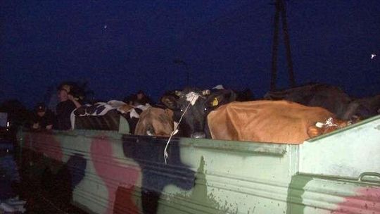 Powódź w Kolonii Szczekarków gm. Wilków