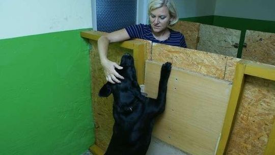 Hotel Gaja w Chełmie. To hotel dla psów