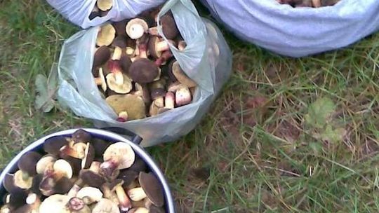 Grzyby naszych Czytelników na zdjęciach