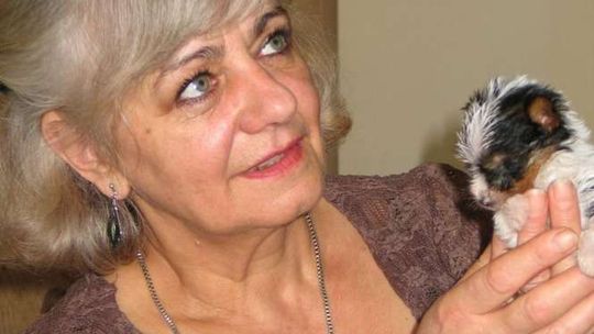 Maleńki biewer Tuptuś - pies wielkości chomika