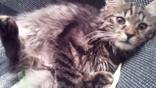 Plebiscyt Zwierzaki 2011 - KOTY (galeria 1)