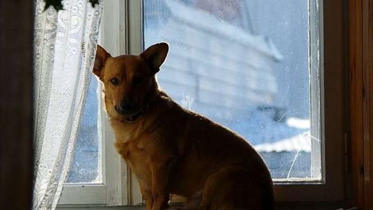 Plebiscyt Zwierzaki 2011 - PSY (galeria 1)