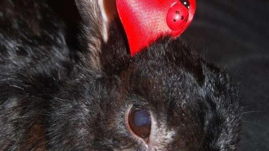 Plebiscyt zwierzaki 2011 - ZWIERZAKI INNE (galeria 1)