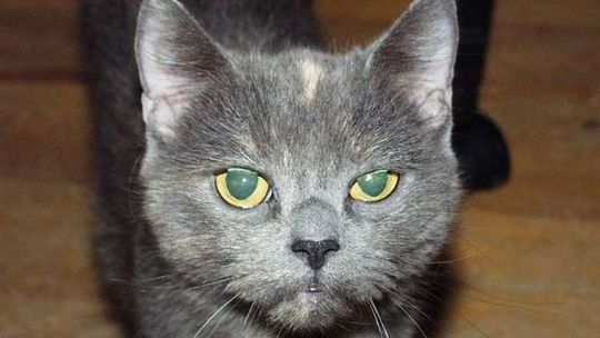 Plebiscyt Zwierzaki 2011 - KOTY (galeria 2)