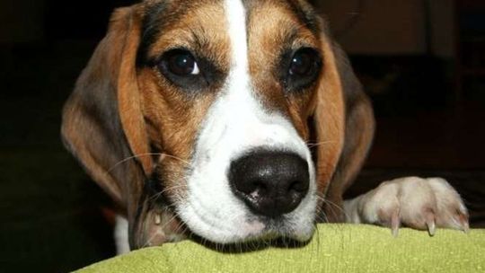 Plebiscyt Zwierzaki 2011 - PSY (galeria 2)