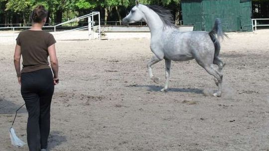 Dni Konia Arabskiego 2011 - przygotowania