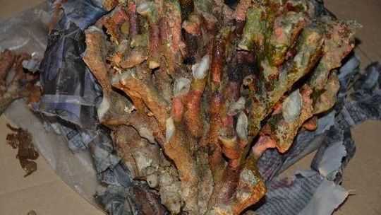 Rafa koralowa zatrzymana na przez celników