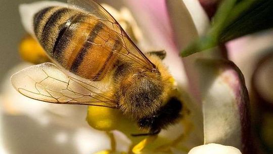 Najbardziej ekstremalne owady Najbardziej ekstremalne owady