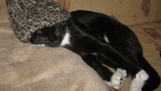 Światowy Dzień Kota: Wasze zwierzaki