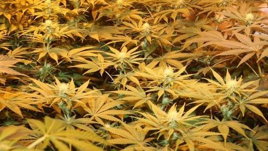 Plantacja marihuany w mieszkaniu na Bronowicach