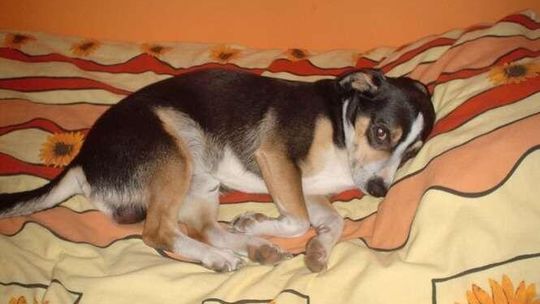 Zwierzaki 2012: Psy 2