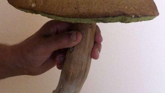 Wysyp grzybów w lubelskich lasach