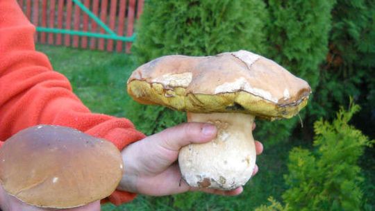 Nasza Czytelniczka znalazła ogromnego borowika Nasza Czytelniczka znalazła ogromnego borowika