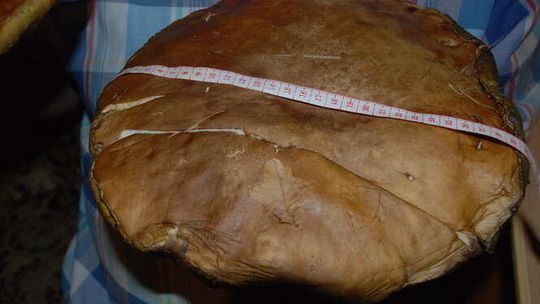 Wysyp grzybów w janowskich lasach