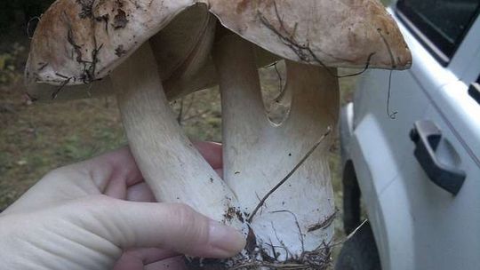 Zdjęcia Czytelników z wypraw na grzyby