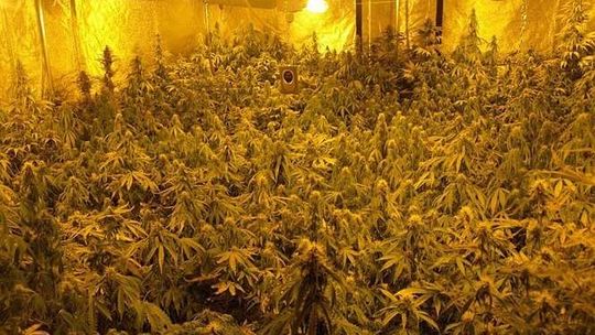 Plantacja marihuany w Chełmie Plantacja marihuany w Chełmie