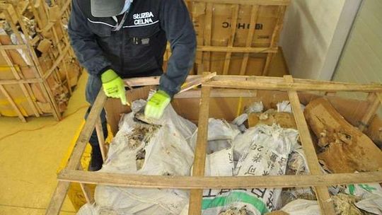 Służba Celna przejęła ponad pół tony koralowców 