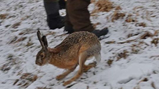 Barchaczów: Zające na wolności (zdjęcia)