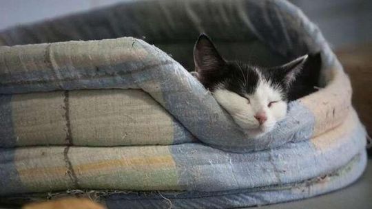 Dzień otwarty w Schronisku dla Bezdomnych Zwierząt w Lublinie