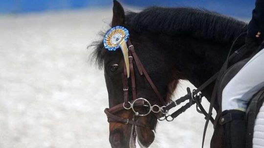 Regionalne Zawody w Skokach Przez Przeszkody w hali MTL