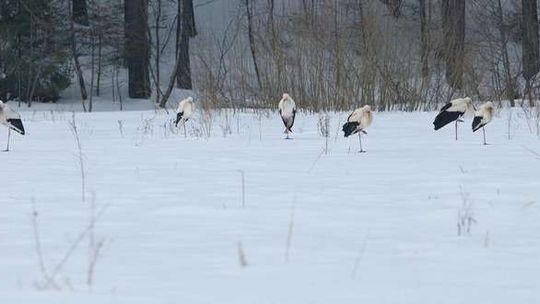 Pierwsze bociany na Roztoczu