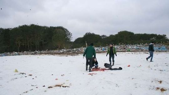 Bociany na wysypisku we Włodawie