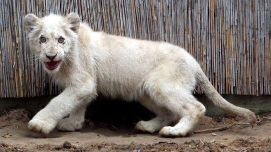 Minizoo w Romanówce koło Wojciechowa