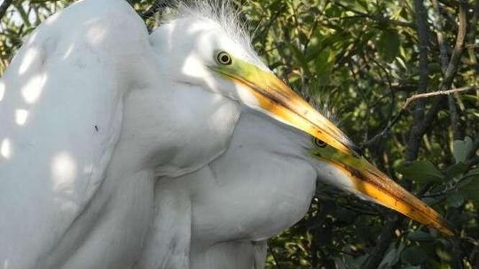 Czapla biała w Poleskim Parku Narodowym Czapla biała w Poleskim Parku Narodowym